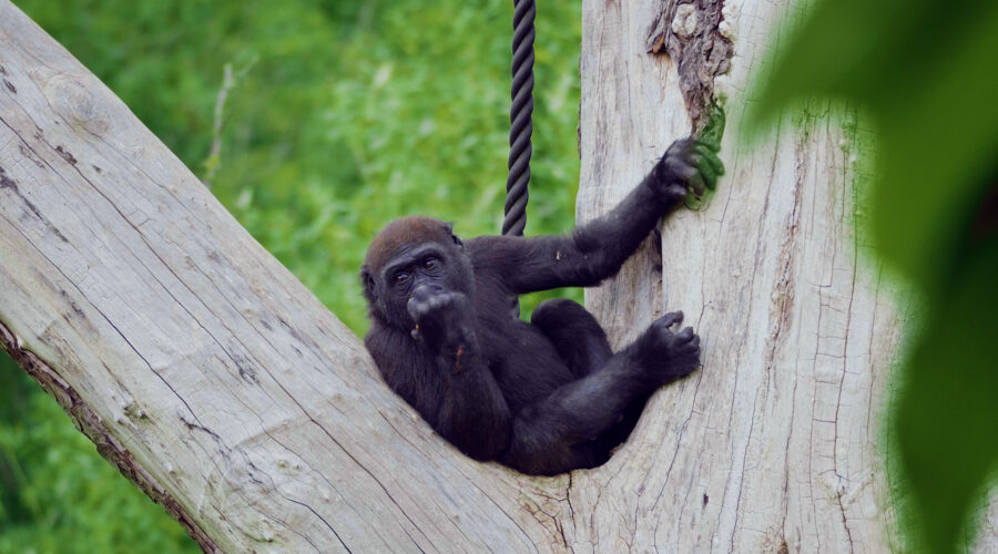 gorilla-in-tree