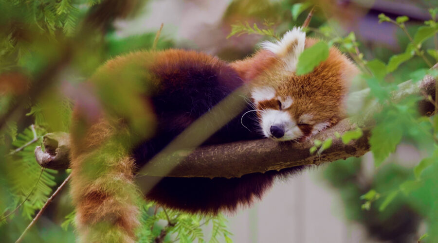 red-panda-sleeping-in-tree